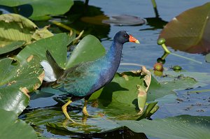 Gallinule, Purple, 2015-01109510 Loxahatchee NWR, FL